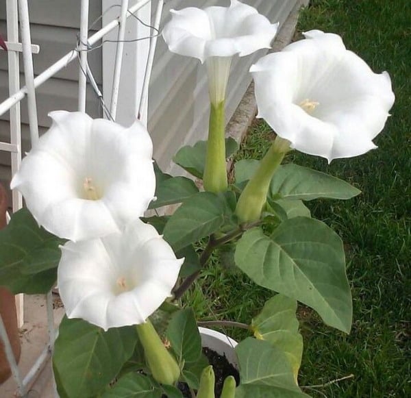Image result for moon flowers images