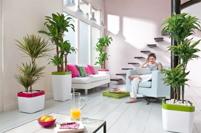 Feng-shui plant living ideas indoor plants Palms types modern minimalist
