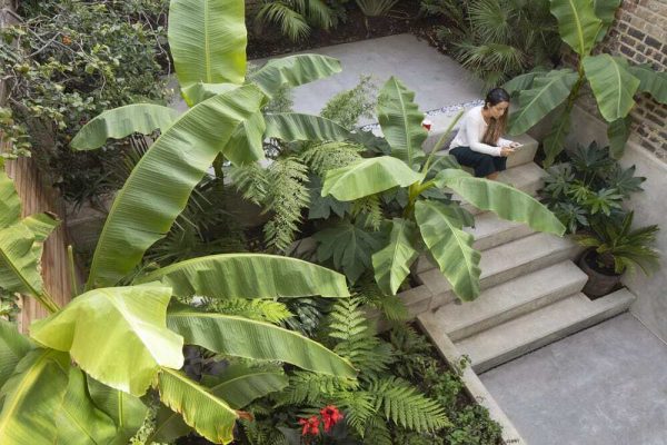 To increase green space, you can plant banana in the corners and bushes along the walls. With this method, your roof may be transformed into a relaxing garden for leisurely strolls, reading, and play. Moreover, there is a selection of fresh fruit.
