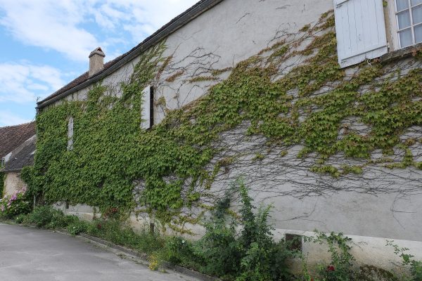 Climbing plants may be used for a variety of purposes on a roof, including beautification, providing seclusion, and providing camouflage. Utilize these quick-growing climbers and creepers to turn even the most uninspiring patio, rooftop, or side garden into an area that is full of life and possibility.